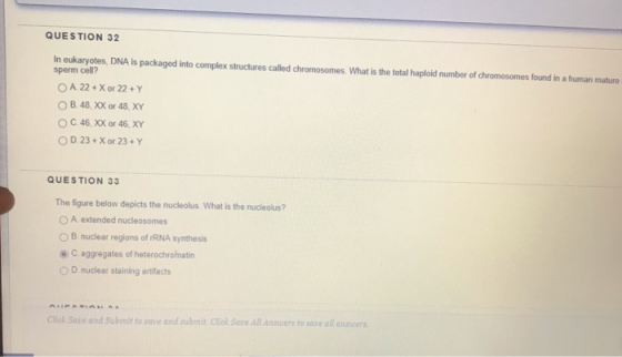 QUESTION 32 In eukaryotes, DNA is packaged into complex structures called chromosomes. What is the total haploid number of ch