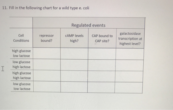 11. Fill in the following chart for a wild type e. coli Regulated events galactosidase Cell Conditions CAMP levels CAP bound to repressor bound? transcription at highest level? high? CAP site? high glucose low lactose low glucose T high lactose high glucose high lactose low glucose low lactose