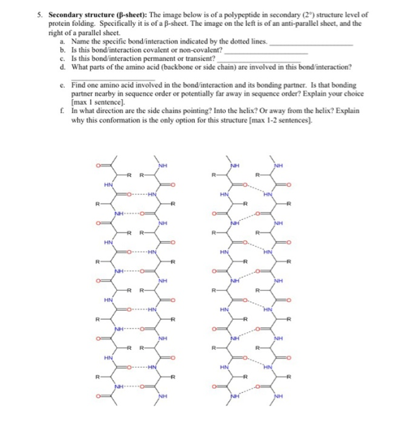 5. Secondary structure (B-sheet): The image below is of a polypeptide in secondary (2) structure level of protein folding. Sp