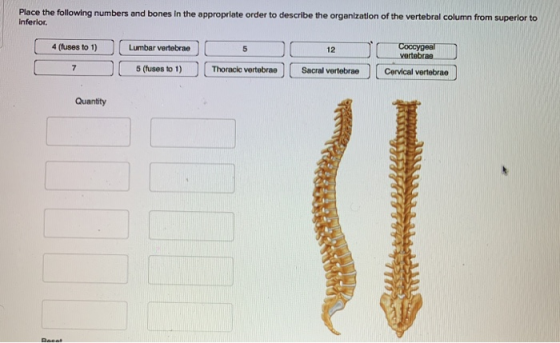 Place the following numbers and bones in the appropriate order to describe the organization of the vertebral column from supe