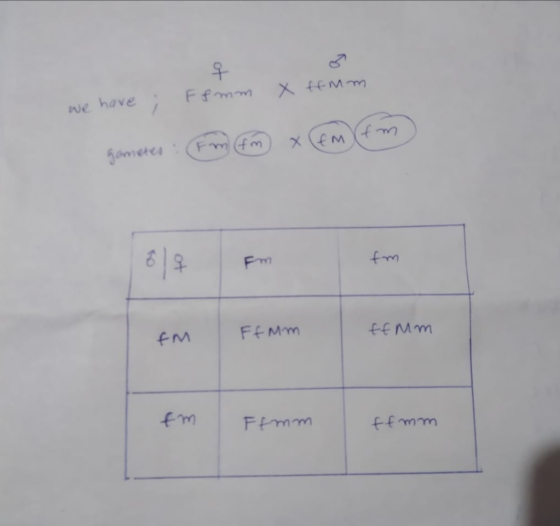 we have ; Ffmm x ffm m gameter : Fm fm x fm fm Fm fm wt FfMm ffmm fm Ffmm ffmm