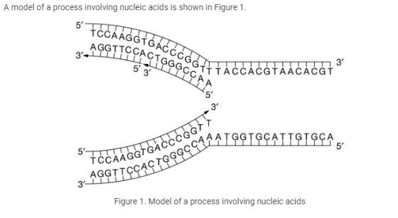 A model of a process involving nucleic acids is shown in Figure 1. 5 FOCA AGGTGÁĆĆ CAR MILLILIYGGC TCCAGTGAGEGAA 53 ATTACCÁC