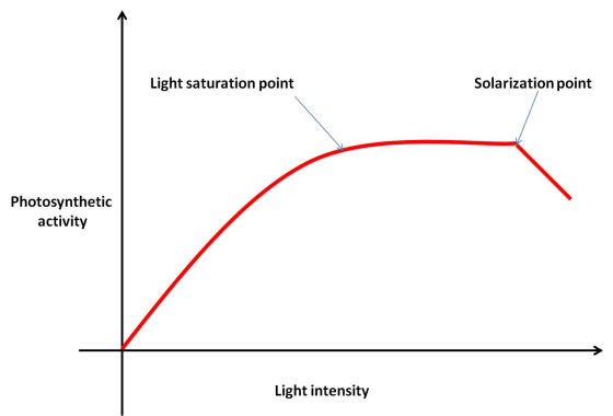 Light saturation point Solarization point Photosynthetic activity Light intensity