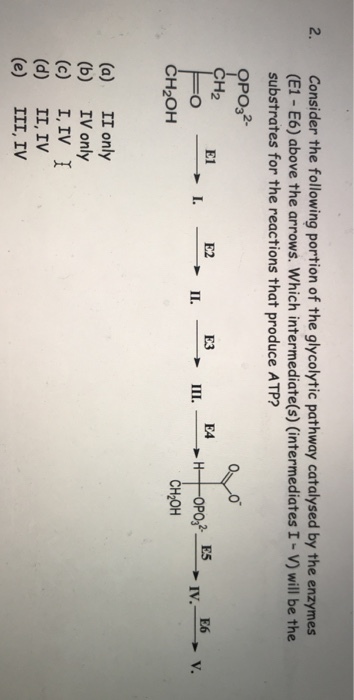 2. Consider the following portion of the glycolytic pathway catalysed by the enzymes (E1- E6) above the arrows. Which intermediate(s) (intermediates I -V) will be the substrates for the reactions that produce ATP? PO32- H2 E1 E2 EA 2 E5 E6 V. CH2OH CH20H (a) II only (b) IV only (c) I, IV I (d) II, IV (e) III, IV