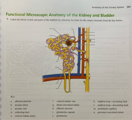Anatomy of the Urinary System 501 Functional Microscopic Anatomy of the Kidney and Bladder 7. Label the blood vessels and par
