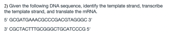 2) Given the following DNA sequence, identify the template strand, transcribe the template strand, and translate the mRNA. 5