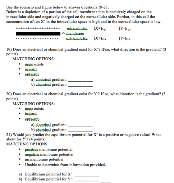Use the scenario and figure below to answer questions 19-21 Below is a depiction of a portion of the cell membrane that is positively charged on the intracellular side and negatively charged on the extracellular side. Further, in this cell the concentration of ion X* in the intracellular space is high and in the extracellular space is low TY-]high extraccUular [X+]low Y-low 19) Does an electrical or chemical gradient exist for X? If so, what direction is the gradient? (3 points) MATCHING OPTION: one exists * inward * outward, a) electrical gradient b) chemical gradient 20) Does an electrical or chemical gradient exist for Y ? If so, what direction is the gradient? (3 points) MATCHING OPTION: one exists * inward * outward, a) electrical gradient b) chemical gradient 21) Would you predict the equilibrium potential for X* is a positive or negative value? What about for Y? (4 points) MATCHING OPTION: * positive membrane potential * vegative membrane potential epa * Unable to determine from information provided membrane potential a) Equilibrium potential for X*: b) Equilibrium potential for Y:
