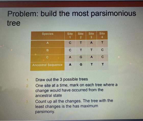 Problem: build the most parsimonious tree Species Site Site Site Site с т А Т CTT C A G A C E00E Ancestral Sequence тит 2. Dr