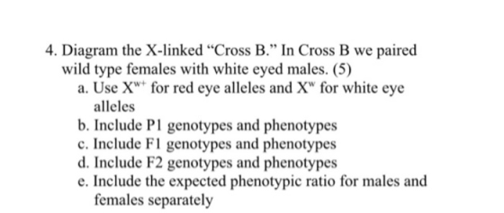 4. Diagram the X-linked Cross B. In Cross B we paired wild type females with white eyed males. (5) a. Use Xw for red eye al