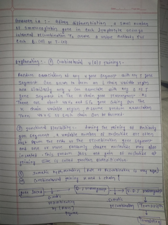 Date: Page no: 1 Answer is :- Aften differentiation a small number of Immunoglobin gene in each lymphocyte undergo Linternal
