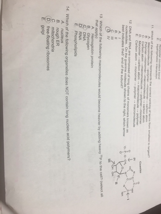 bond Which of the following represents the correct ranking of terms from smallest to largest? -.polymer-.monomer→ carbon atom 11. B. Polymer-,m e onomer cule → atom Guanine → polymer E. Carbon atom → monomer → polymer-, macromolecule 12. DNA and RNA are composed of long chains of monomers known as nucleotides. On the guanine molecule shown to the right, which arrow best indicates the5 end of the subunit? A. I OH the cell? (select al 13. Which of the following macromolecules would become heavier by adding heavy p to that apply) A. Hemoglobin protein B. Glycogen DNA RNA E. Phospholipids 14. Which of the following organelles does NOT contain long nucleic acid polymers? A. nucleus B. rough ER C. mitochondria D. free-floating ribosomes golgi