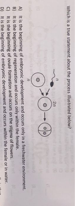 Which is a true statement about the process illustrated below? 2n A) It is the beginning of embryonic development and occurs