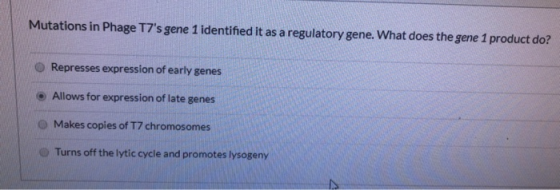 Mutations in Phage T7s gene 1 identified it as a regulatory gene. What does the gene 1 product do? Represses expression of e