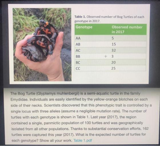 Table 1. Observed number of Bog Turtles of each genotype in 2017 Genotype Observed number in 2017 15 AB AC 32 + 3 20 25 BC The Bog Turtle (Glyptemys muhlenbergii) is a semi-aquatic turtle in the family Emydidae. Individuals are easily identified by the yellow-orange blotches on each side of their necks. Scientists discovered that this phenotypic trait is controlled by a single locus with three alleles (assume a negligible mutation rate). The number of turtles with each genotype is shown in Table 1. Last year (2017), the region contained a single, panmictic population of 100 turtles and was geographically isolated from all other populations. Thanks to substantial conservation efforts, 162 turtles were captured this year (2017). What is the expected number of turtles for each genotype? Show all your work. Table 1.pdf