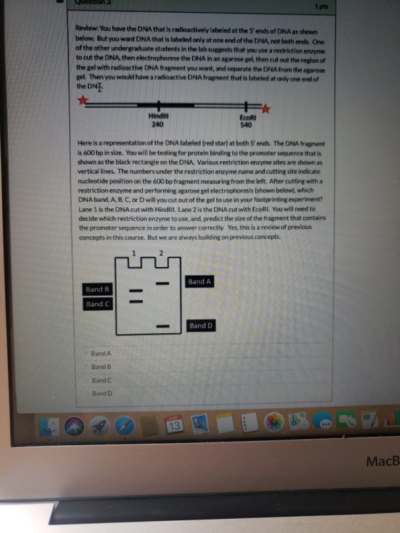 Luestion 3 1 pts Review: You have the DNA that is radioactively labeled at the Sends of DNA as shown below. But you want DNA
