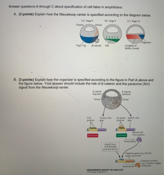 Answer questions A through C about specification of cell fates in amphibians. A. (3 points) Explain how the Nieuwkoop center