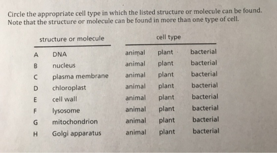 Circle the appropriate cell type in which the listed structure or molecule can be found. Note that the structure or molecule can be found in more than one type of cell. cell type structure or molecule A DNA B nucleus animal plant bacterial animal plant bacterial plasma membrane animal plant bacterial D chloroplast E cell wall F lysosome G mitochondriorn H Golgi apparatus animal plant bacterial animal plant bacterial animal plant bacterial animal plant bacterial animal plant bacterial