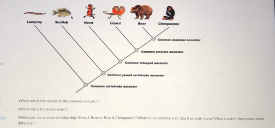 Sunfish Bear Chimpanzee Commen mammal ancestor Common amniote ancestor Common tetrapod ancestor Common Jawed vertebrate ances