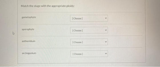 Match the stage with the appropriate ploidy: gametophyte [Choose) Sporophyte [Choose) V antheridium [Choose archegonium [Choo
