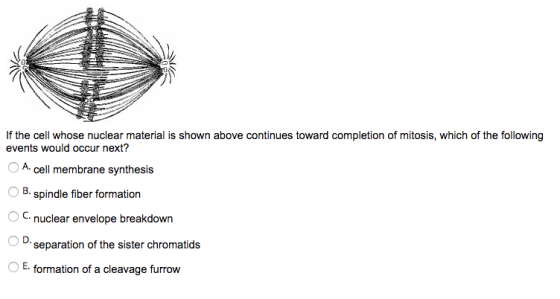 If the cell whose nuclear material is shown above continues toward completion of mitosis, which of the following events would