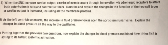 3) When the SNS increases cardiac output, a series of events occurs through innervation via adrenergic receptors to affect both autorhythmic cells and contractile fibers. Describe and explain the changes in the function of the two cell types as cardiac output is increased, including all the membrane proteins 1) As the left ventricle contracts, the increase in fluid pressure forces open the aortic semilunar valve. Explain the changes in blood pressure all the way to the capillaries. Putting together the previous two questions, now explain the changes in blood pressure and blood flow if the SNS is acting to its fullest, systemic activation
