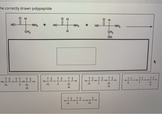 he correctly drawn polypeptide 1--11--1 он O H но + + NH2 но -NH2 NH2 но CH CH он -1L1-11-1-11-1111-1-11-11- 1 NH, -NH ct, ct