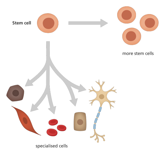 Stem cell more stem cells specialised cells