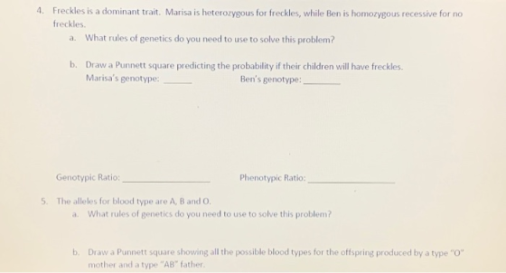 4. Freckles is a dominant trait. Marisa is heterozygous for freckles, while Ben is homozygous recessive for no freckles. a. W