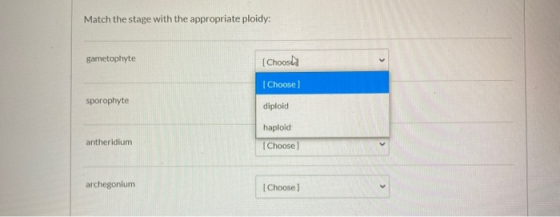 Match the stage with the appropriate ploidy: gametophyte (Choosda (Choose sporophyte diploid haploid antheridium Choose arche