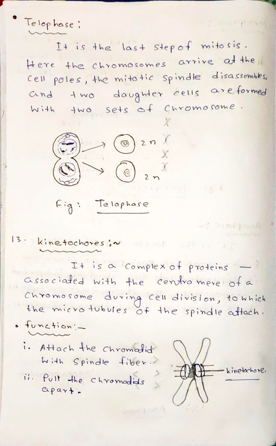 • Telophase : It is the last step of mitosis. Here the chromosomes arrive at the cell poles, the mitotic Spindle disassembles