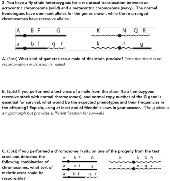 2. You have a fly strain heterozygous for a reciprocal translocation between an acrocentric chromosome (solid) and a metacent