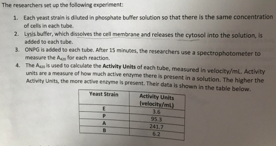 The researchers set up the following experiment: 1. Each yeast strain is diluted in phosphate buffer solution so that there is the same concentration 2. Lysis buffer, which dissolves the cell membrane and releases the cytosol into the solution, is 3. ONPG is added to each tube. After 15 minutes, the researchers use a spectrophotometer to 4. The Ago is used to calculate the Activity Units of each tube, measured in velocity/mL. Activity of cells in each tube. added to each tube. measure the A42o for each reaction. units are a measure of how much active enzyme there is present in a solution. The higher the Activity Units, the more active enzyme is present. Their data is shown in the table below. Yeast Strain Activity Units (velocity/mL) 3.6 95.3 241.7 6.2