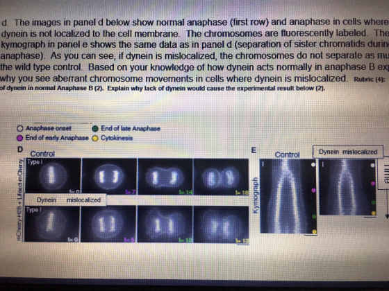 d. The images in panel d below show normal anaphase (first row) and anaphase in cells where dynein is not localized to the cell membrane. The chromosomes are fluorescently labeled. The kymograph in panel e shows the same data as in panel d (separation of sister chromatids durin anaphase). As you can see, if dynein is mislocalized, the chromosomes do not separate as mu the wild type control. Based on your knowledge of how dynein acts normally in anaphase B ex why you see aberrant chromosome movements in cells where dynein is mislocalized. Rubric (4): of dynein in normal Anaphase B (2). Explain why lack of dynein would cause the experimental result below (2). O Anaphase onsetEnd of late Anaphase ? End of early Anaphase O Cytokinesis control Type l ControlDynein mislocalized Dynein Dyneinmislocalized Typo!