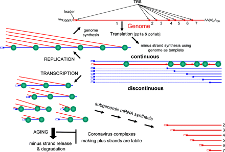 TRS leader popu gonome synthesis I Genome 2 3 4 5 6 7 Translation (ppta & pptab] minus strand synthesis using genome as templ