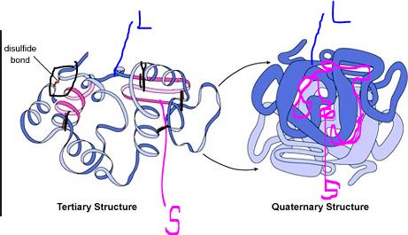 disulfide bond Tertiary Structure Quaternary Structure