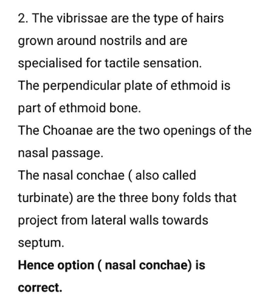 2. The vibrissae are the type of hairs grown around nostrils and are specialised for tactile sensation. The perpendicular pla