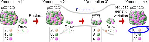 Generation 1 Generation 2 Generation 3 Bottleneck Generation 4 Reduced genetic variation Restock Draw 2:5:3 Draw 0:2:1