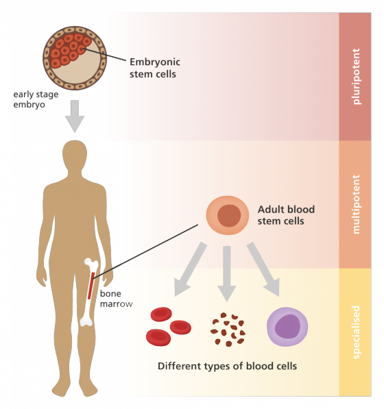 Embryonic stem cells early stage embryo Adult blood stem cells bone marroW Different types of blood cells