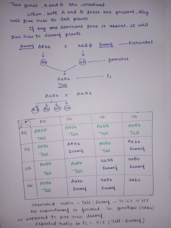 Taco genes , A and B are involved. when , both A and B genes are present, they will give ruse to tall plants. If any one domi