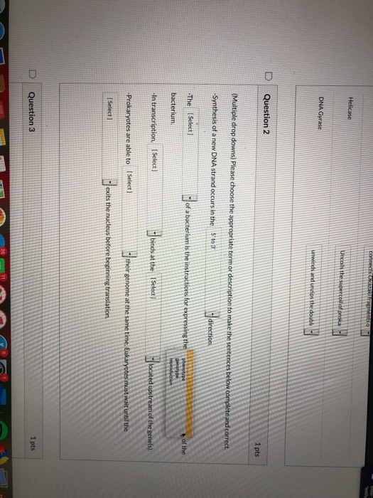 PER Helicase percoil of roka DNA Gyrase and uncips the doubk Question 2 1 pts (Multiple drop downs) Please choose the appropr
