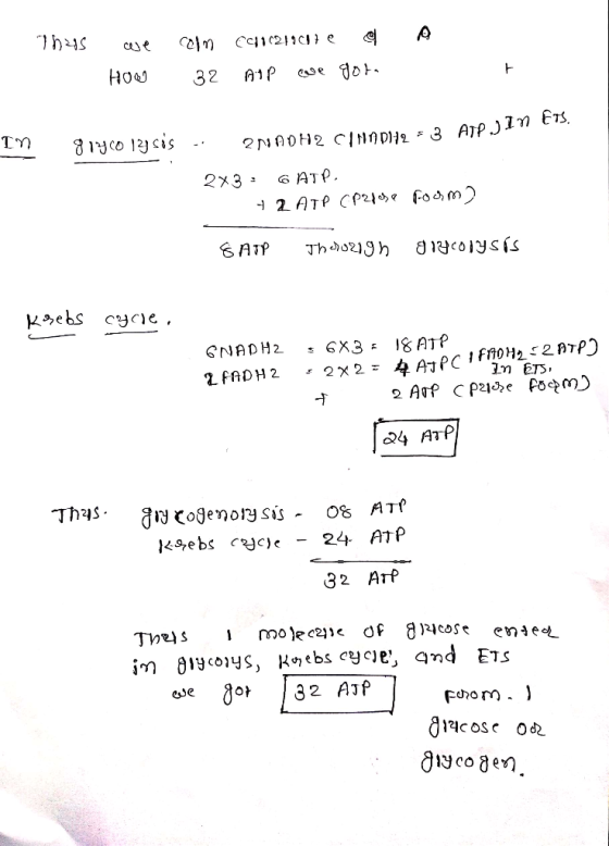 4S e COC11021111 How 32 AIP we gota In carnp112- 3 AjPjan Ets. 2x3 : GATP. 2 ATP (021) room) & ATP Thaoigh grgcolysis Krebs c