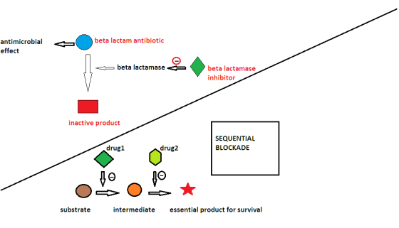 antimicrobia effect beta lactam antibiotic beta lactamase beta lactamase inhibitor inactive product SEQUENTIAL BLOCKADE drug1 drug2 substrate intermediate essential product for survival
