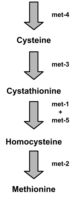 met-4 Cysteine met-3 Cystathionine met-1 met-5 Homocysteine met2 met-2 Methionine
