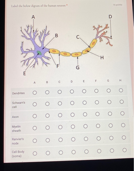 Label the below digram of the human neuron 16 points A D B I TI G E G F H D m A С B Dendrites O Schwarns cell Axon Myelin sh