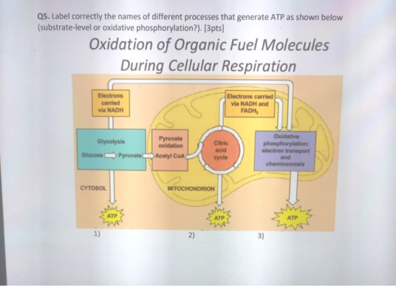 Q5. Label correctly the names of different processes that generate ATP as shown below (substrate-level or oxidative phosphory