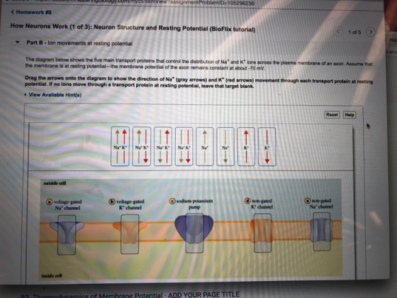 lg0i0oyy.chUmycvitemiew assignmentProblemID-105296236 < Homework #8 How Neurons Work (1 of 3): Neuron Structure and Resting Potential (BioFlix tutorial) Part B- lon movements at resting potential The diagram below shows the five main transport proteins that control the distribution of Na and Kt ions across the plasma membrane of an axon. the membrane is at resting potential-the membrane potential of the axon remains constant at about-70 mV Assume that Drag the arrows onto the diagram to show the direction of Na* (gray arrows) and K* (red arrows) movement through each transport protein at resting potential. If no ions move through a transport protein at resting potential, leave that target blank View Available Hint(s) Reset Help outside cell voltage-gated Na channel voltage-gated K channel O sodium-potassium O non-gated Na channel pump K channel inside cell dunamics of Memhrane Potential-ADD YOUR PAGE TITLE