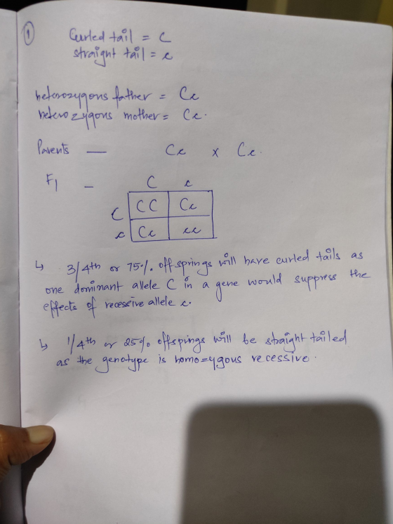 Curled tail =c straight tail = e heterozygous father = Ce heterozygous mother Cc Parents – Ce & Cc. ccclc cllc ce ] 4 3/4th o