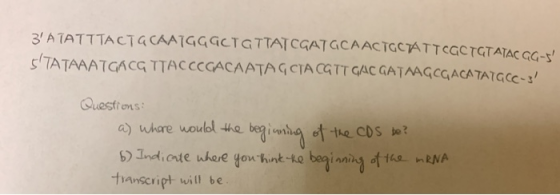 3ATATTTACT@CAATG4GCTGTTАT CGA7 GCAAc TccATTccc (GTATAC GG- CTATCAPTGACG TGAC COCACAATACTAGTT C/AC GATNAGCACATATGC- Questions