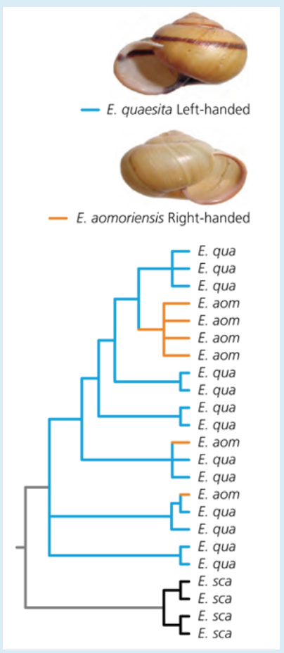 E. quaesita Left-handed _E. aomoriensis Right-handed E. qua E. qua E. qua E. aom E. aom E. aom E. aom E. qua E. qua E. qua E. qua E. aom E. qua E. qua E. aom E. qua E. qua E. qua E. qua E. sca E. sca E. sca E. sca
