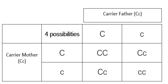 Carrier Father (CC) 4 possibilities с Carrier Mother (СС) CC CC СС
